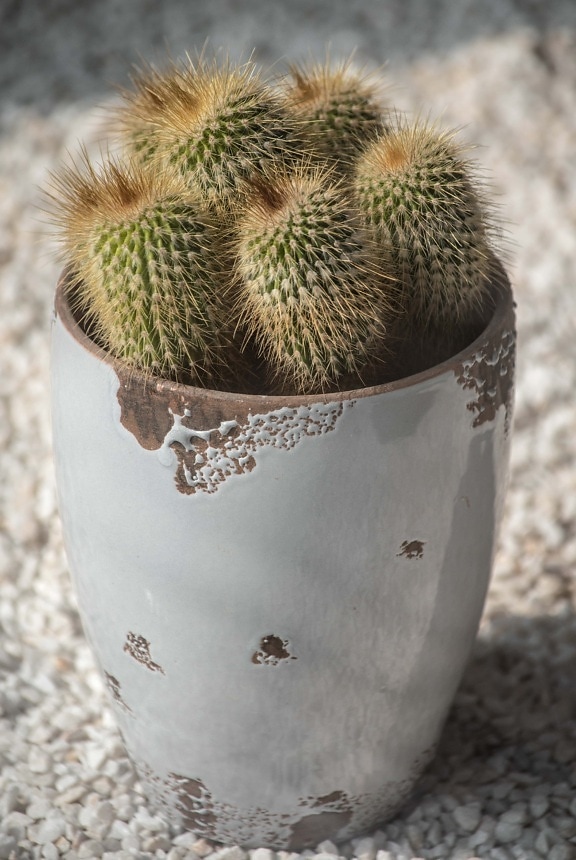 Cactus, Thorn, vaso di fiori, orticoltura, pianta del deserto, da vicino, studio fotografico, acuto, colonna vertebrale, Flora