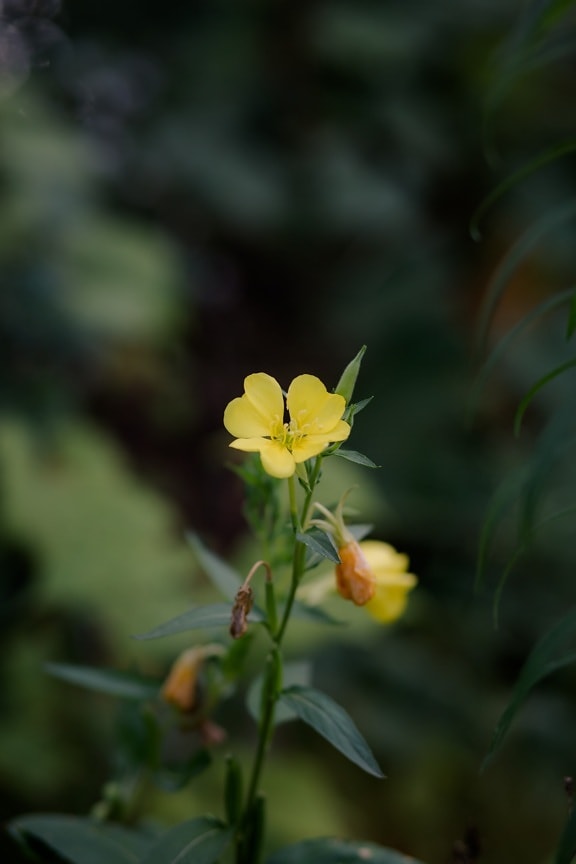 Ranunculus repens, yellow green, wildflower, flower, wildlife, ecology, summer, natural habitat, ecosystem, herb