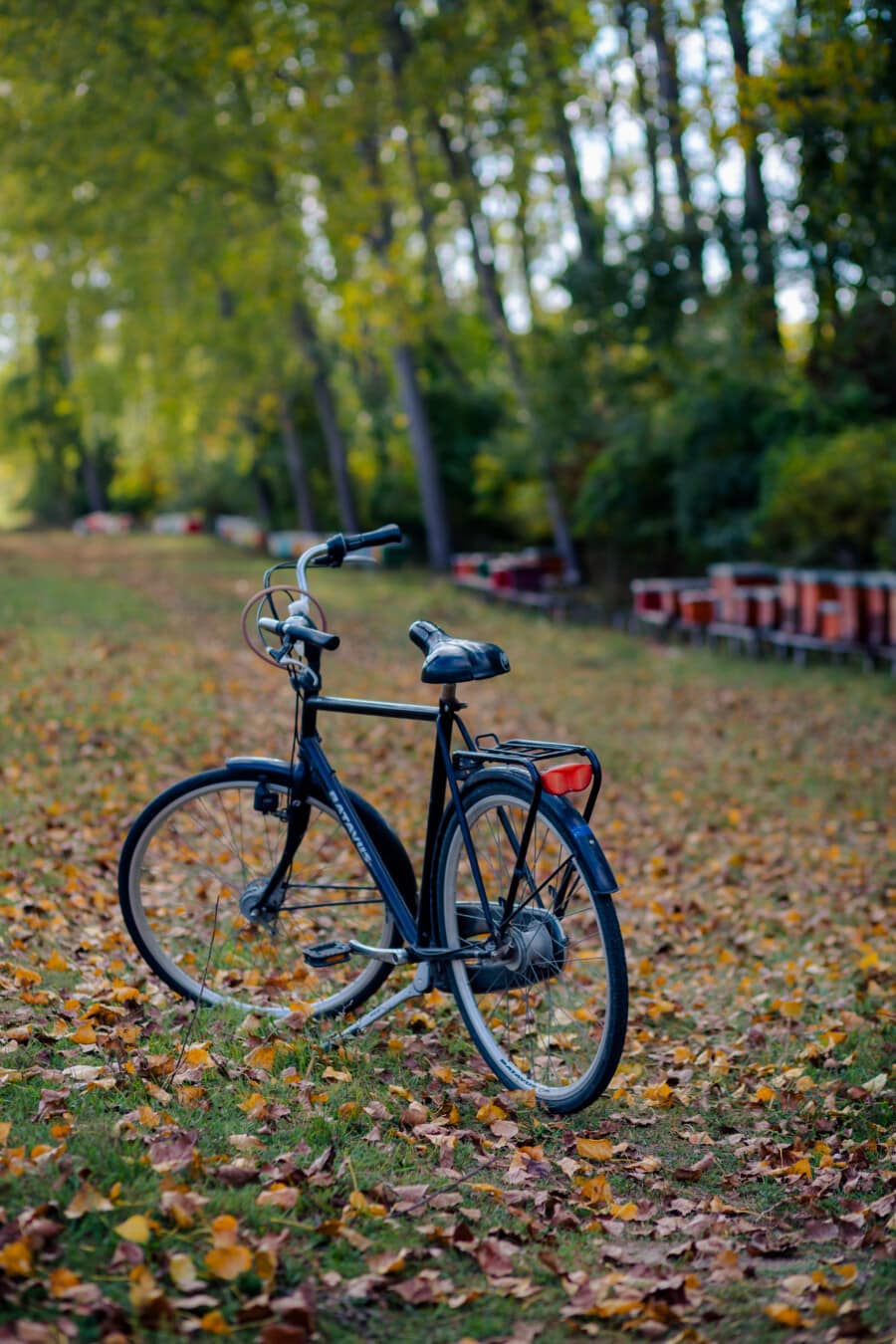 siyah, klasik, Bisiklet, tekerlek, Bisiklete binme, araç, açık havada, ahşap, doğa, ağaç