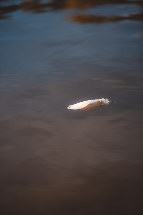 feather, white, floating, water level, water, nature, reflection, outdoors, light, environment