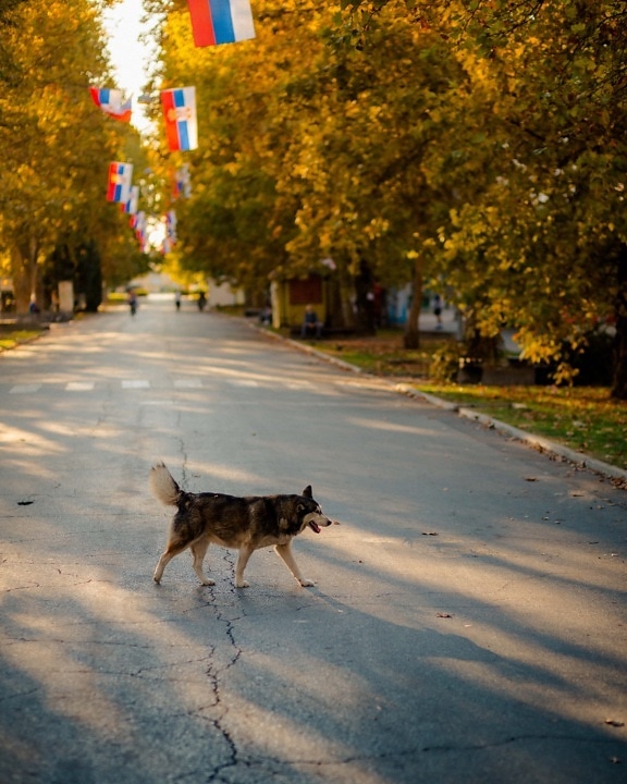 sled dog, dog, husky, street, road, asphalt, hunting dog, canine, pavement, city