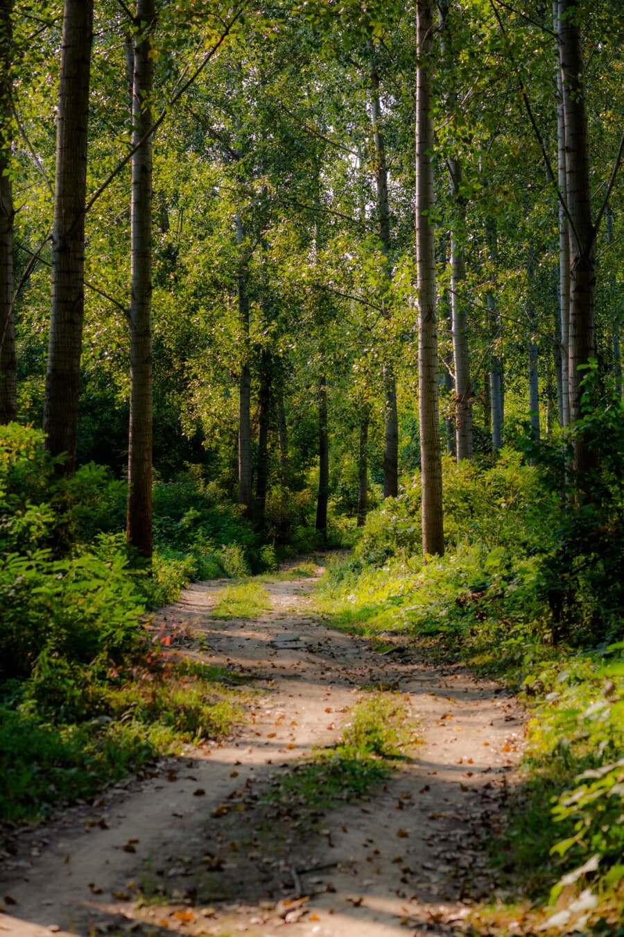 camino forestal, pista forestal, tiempo de primavera, bosque, álamo, sendero, bosque, paisaje, árbol, madera
