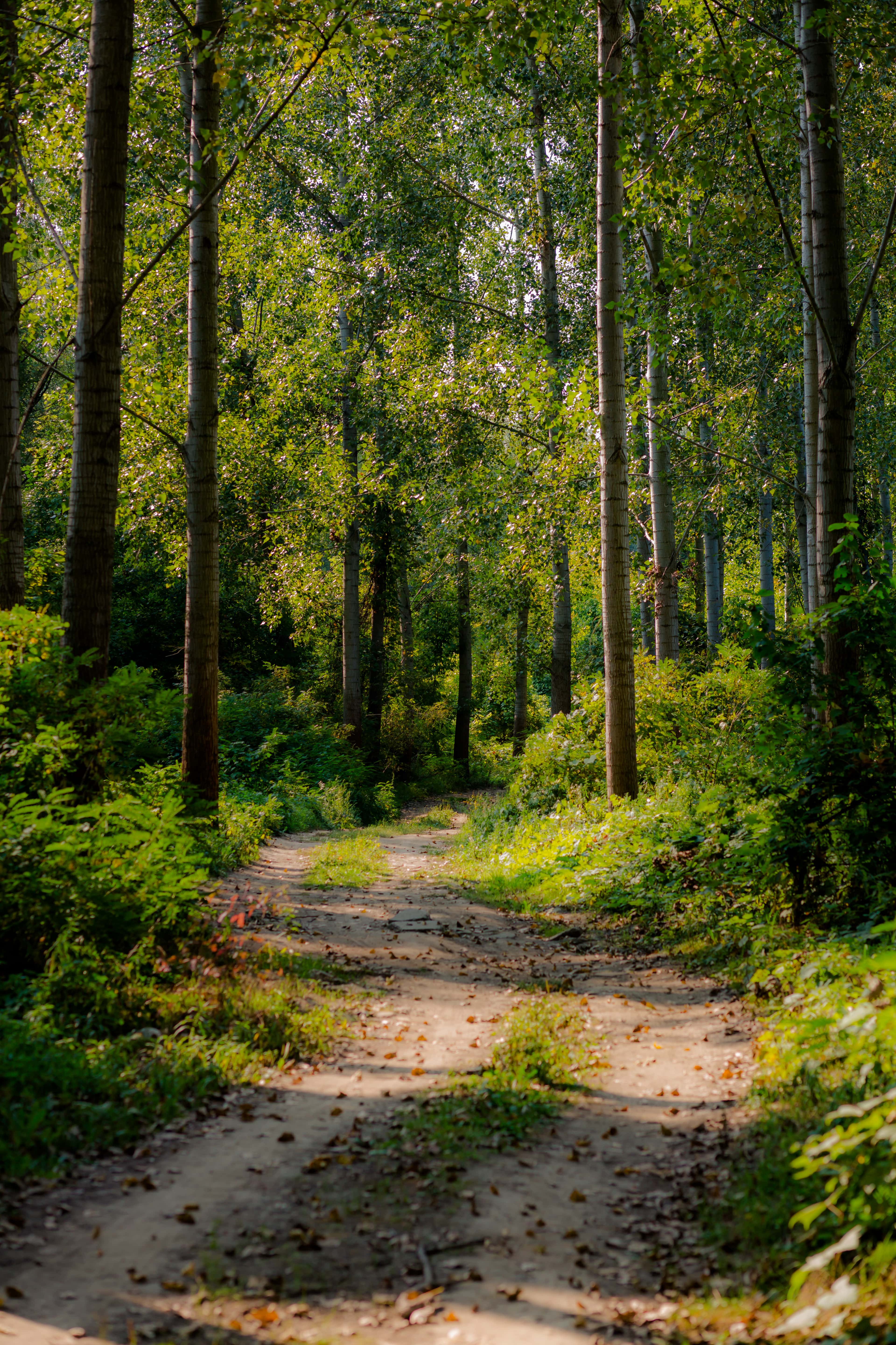 Бесплатное изображение: Лесная дорога, Лесная тропа, время весны, лесистая  местность, Тополь, тропа, лес, пейзаж, дерево, дерево