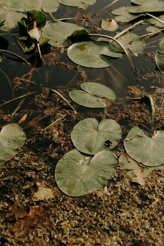 aquatic plant, ecosystem, lotus, swamp, water lily, green leaves, aquatic, leaf, plant, water