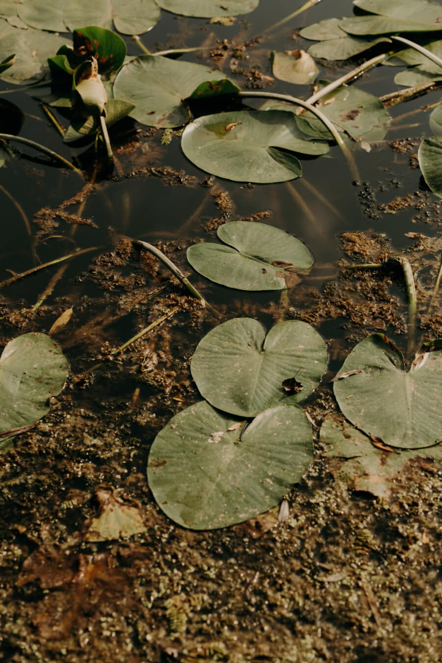 planta acuática, ecosistema de, Lotus, pantano, lirio de agua, hojas verdes, acuática, hoja, planta, agua