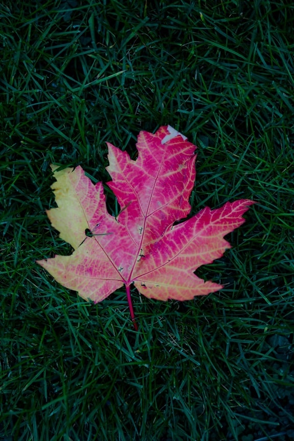 daun, kemerah-merahan, maple, musim gugur musim, daun, musim gugur, tanaman, warna, pohon, alam