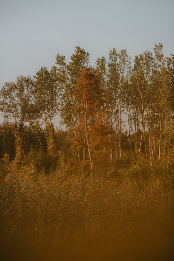 jesennej sezóny, Topoľ, les, Slnečné svetlo, strom, Príroda, breza, jeseň, drevo, stromy