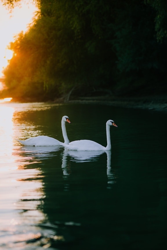 swan, birds, together, water, aquatic bird, wading bird, wildlife, lake, bird, nature