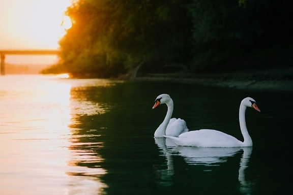 swan, birds, aquatic bird, reflection, water level, majestic, sunrise, waterfowl, lake, water