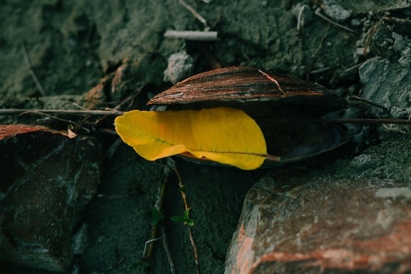 празен, мида, жълтеникаво-кафява, жълти листа, жълто, есенния сезон, организъм, природата, безгръбначни, на открито