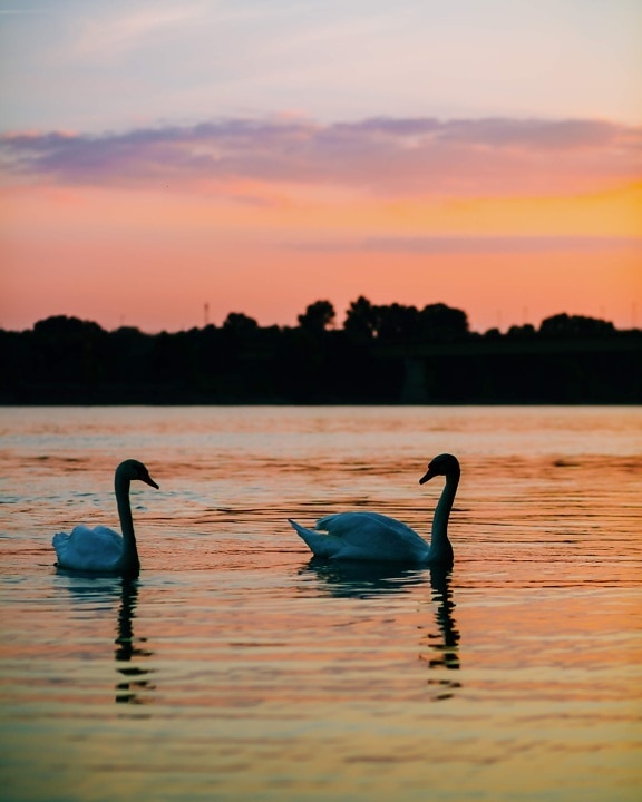 birds, swan, sunset, colorful, twilight, romantic, placid, dawn, reflection, bird