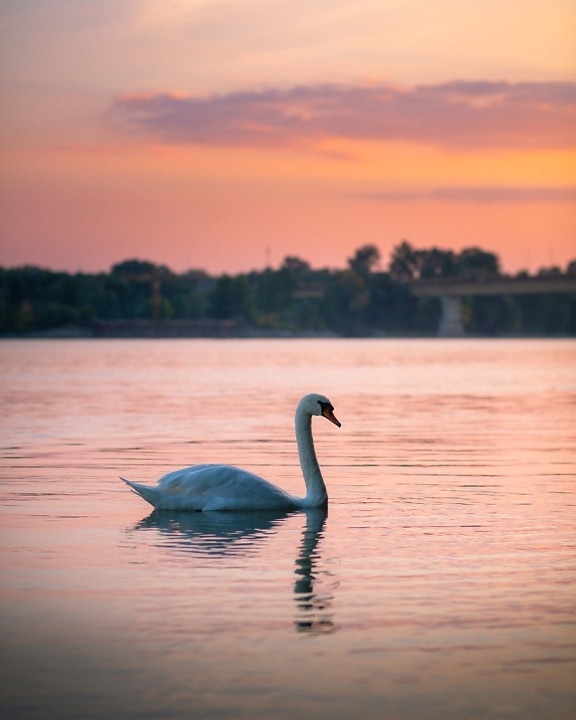 swan, bird, landscape, river, sunset, twilight, water, lake, dawn, nature