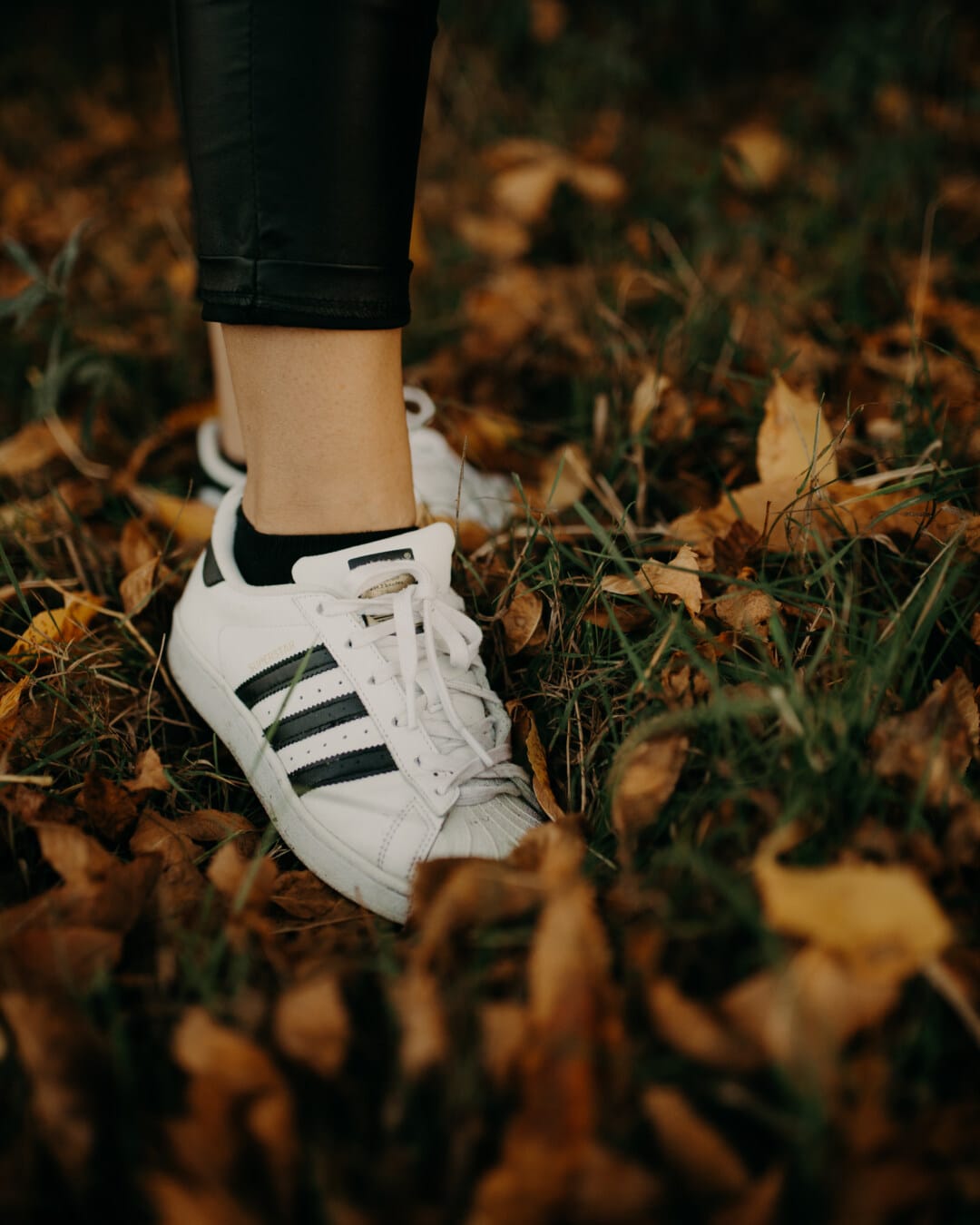 clássico, tênis, branco, estação Outono, terreno, folha, pele, pernas, calçado, pé