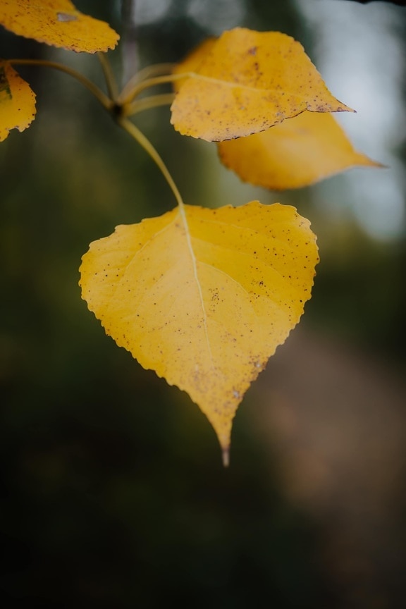 жовтий, жовті листя, жовтувато-коричневі, гілочка, фокус, деталь, близьким, осінній сезон, природа, осінь