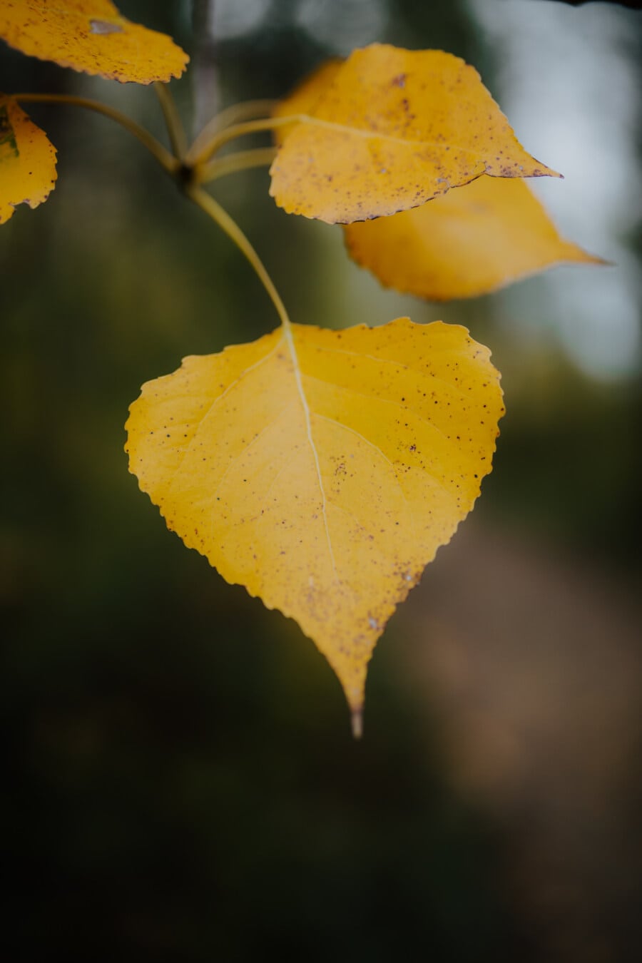 žlutá, žluté listy, žluto hnědá, větvička, zaměření, detaily, zblízka, podzimní sezóna, příroda, podzim