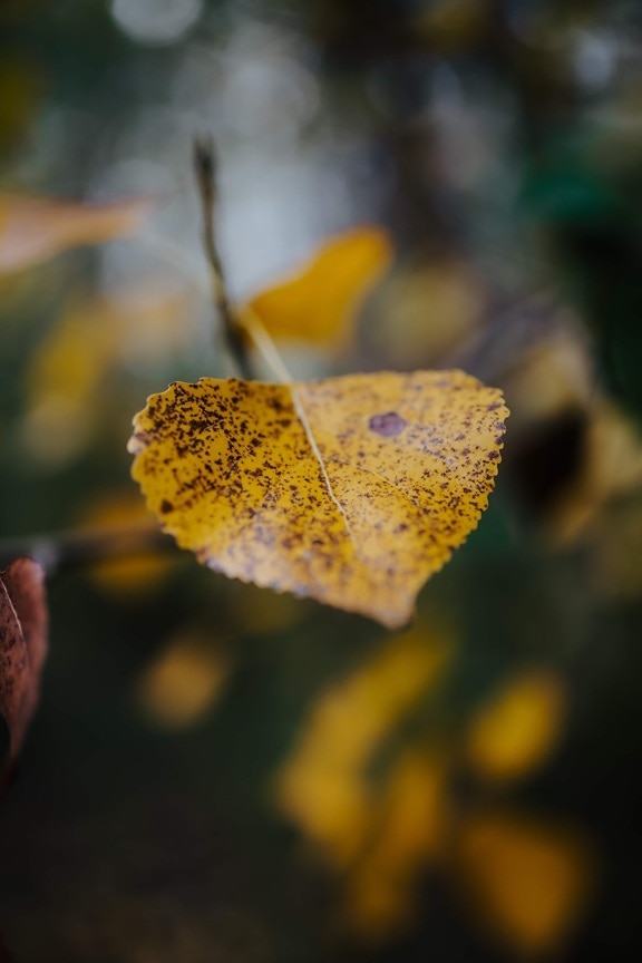 gelbe Blätter, gelb, gelblich-braun, Herbstsaison, Oktober, Orange gelb, Farbe, Natur, Blatt, Anlage