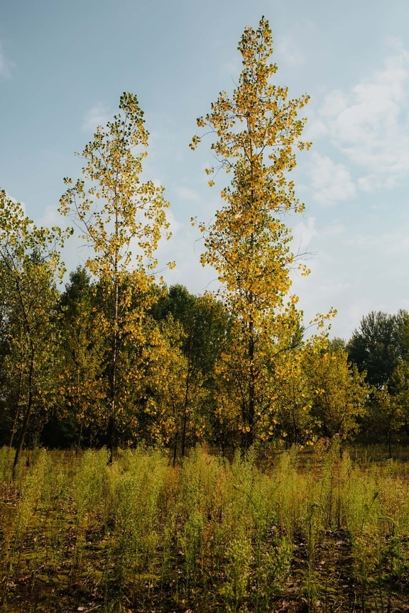 žlutá, podzim, Topol, les, strom, dřevo, krajina, list, příroda, venku