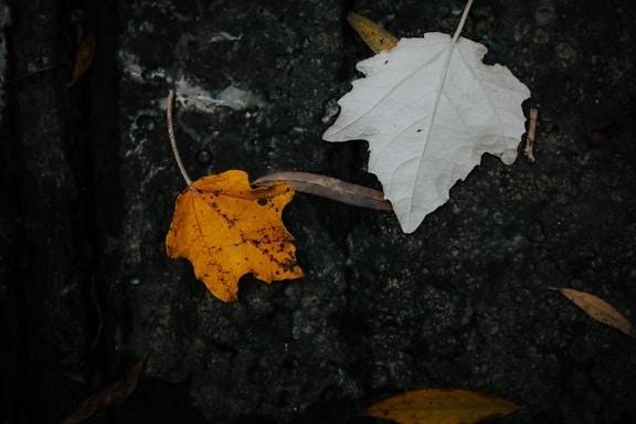 κίτρινα φύλλα, Φθινόπωρο σεζόν, κιτρινωπό καφέ, σκιά, έδαφος, χώμα, κίτρινο, δέντρο, σεζόν, φύλλο
