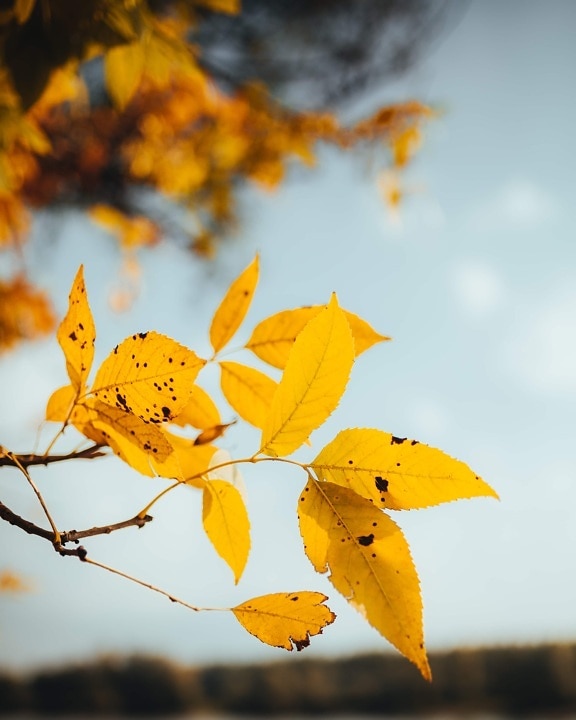 októbra, jesennej sezóny, žltkastý, vetvička, žltkasto hnedé, žlté listy, strom, žltá, krídlo, jeseň