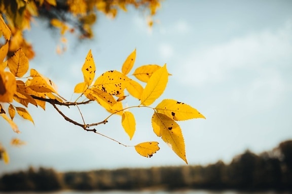 yellow leaves, autumn season, yellowish brown, branches, tree, nature, yellow, season, leaf, autumn