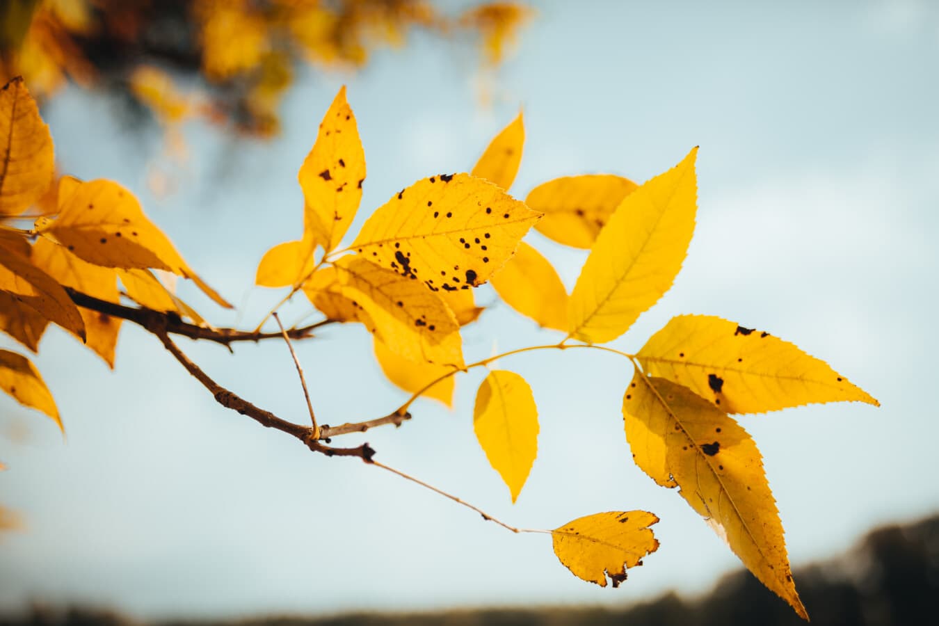 Желтые листья, желтовато коричневый, осенний сезон, филиалы, пейзаж, лист, листва, осень, желтый, листья