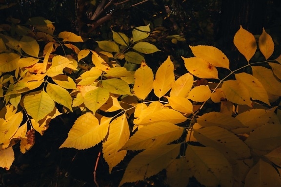 gulaktig brun, gule blader, høstsesongen, skygge, mørke, grener, treet, gul, blad, anlegget