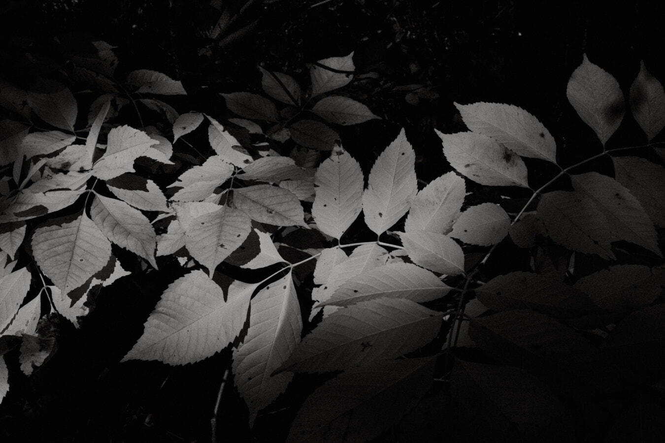 sombra, blanco y negro, ramas, hoja, hierba, oscuridad, cortina, monocromo, árbol, textura