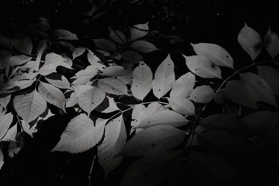 umbra, alb-negru, sucursale, frunze, iarbă, întunericul, umbra, monocrom, copac, textura
