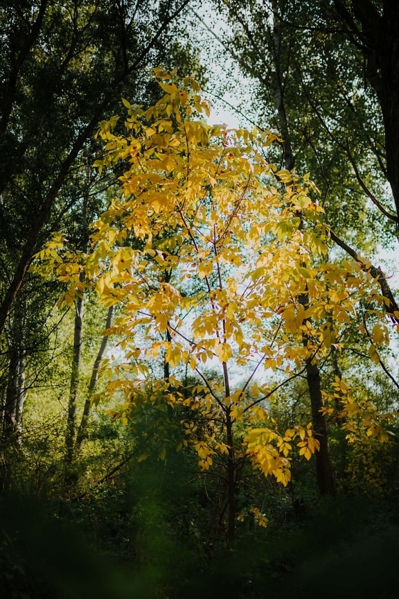 жълти листа, дървета, гора, есенния сезон, гори, топола, зеленина, растителна, есен, дърво