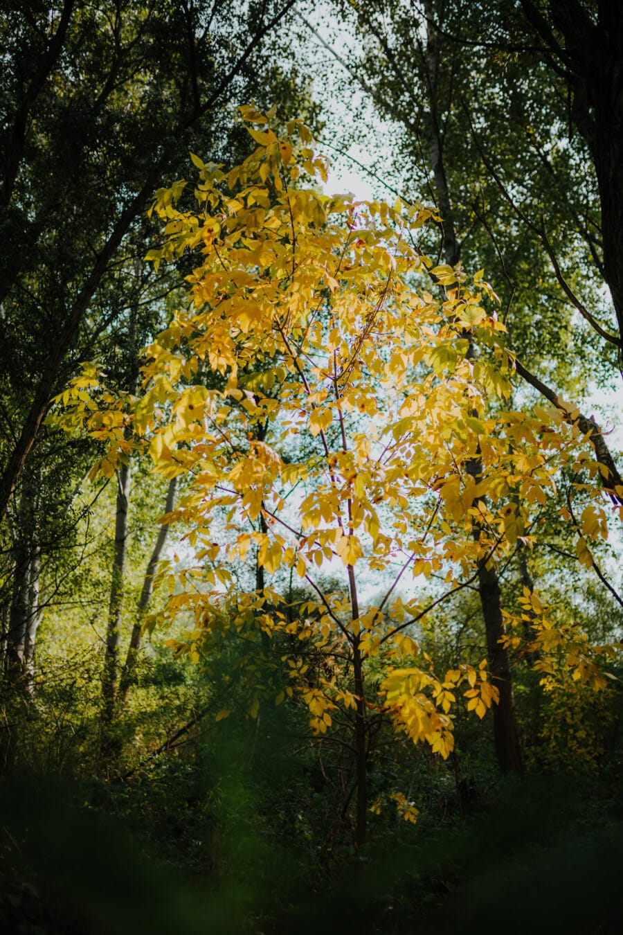 gelbe Blätter, Bäume, Wald, Herbstsaison, Wald, Pappel, Laub, Anlage, Herbst, Struktur