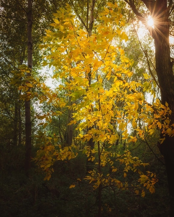 plam słonecznych, promieni słonecznych, światło słoneczne, sezon jesień, lasu, lasy, drzewa, cień, liści, drewno