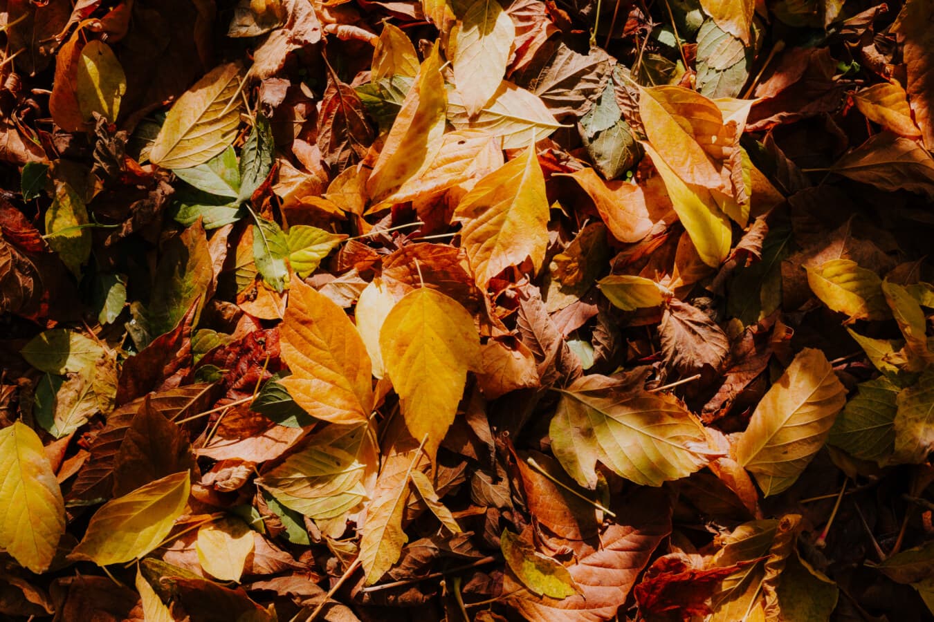 жовті листя, осінній сезон, сухі, жовтувато-коричневі, тінь, землі, тінь, барвистий, Текстура, природа