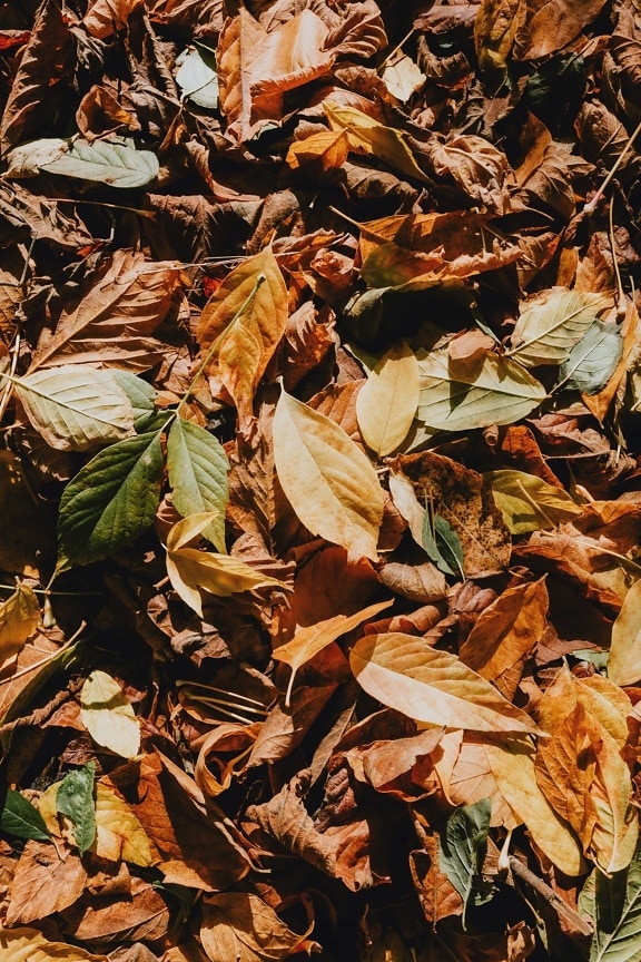 oktober, efterårssæsonen, gullig, gule blade, gullig brun, tørre sæson, jorden, tør, natur, efterår