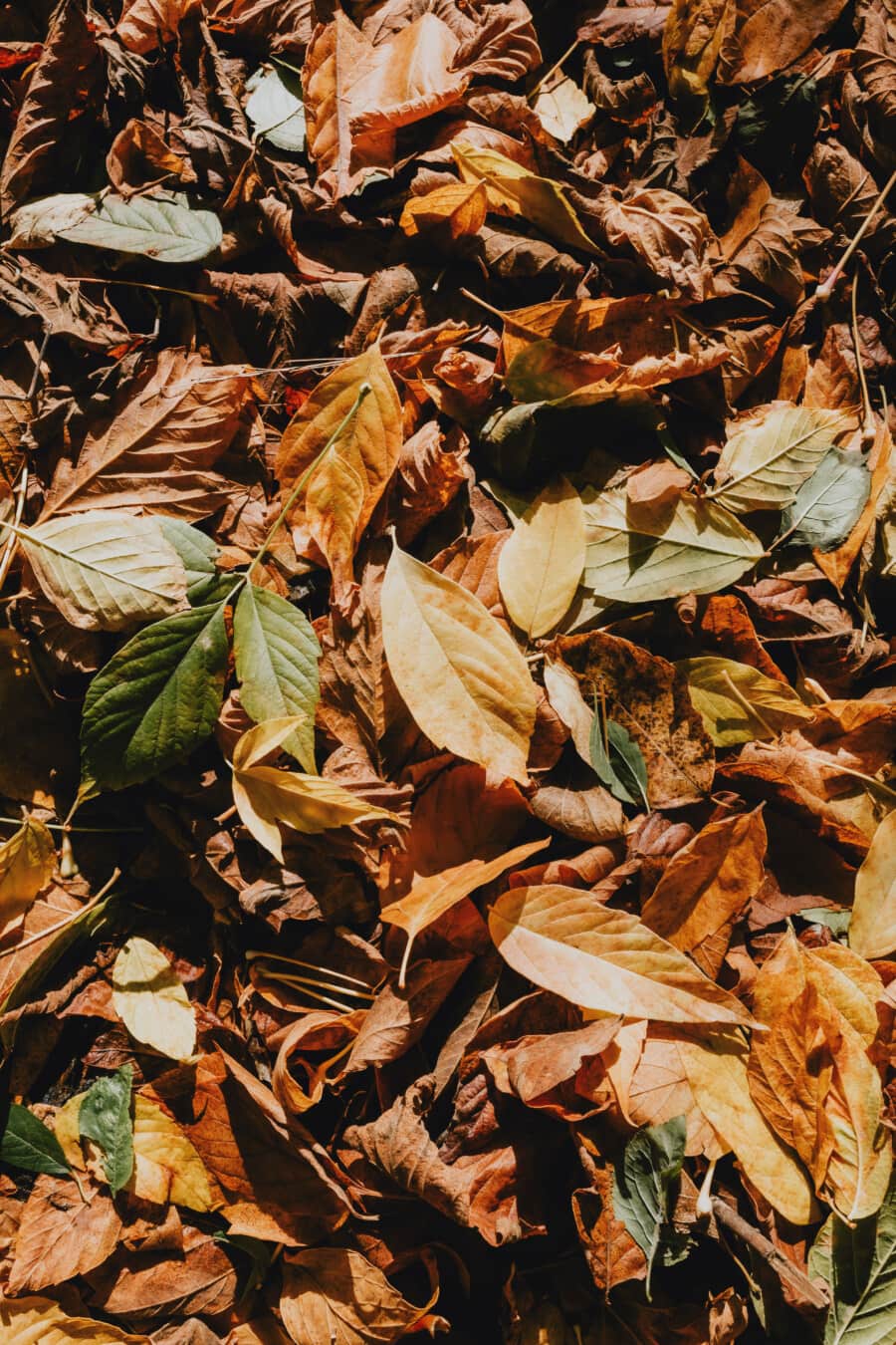 octobre, saison de l'automne, jaunâtre, feuilles jaunes, brun jaunâtre, saison sèche, sol, sec, nature, automne