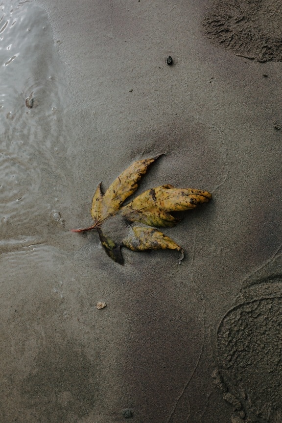 wet, sand, mud, mud flat, yellow leaves, yellowish brown, autumn season, beach, texture, landscape