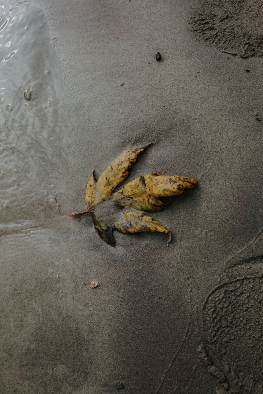 мокър, пясък, кал, кал плосък, жълти листа, жълтеникаво-кафява, есенния сезон, плаж, текстура, пейзаж