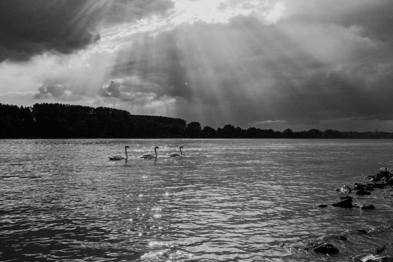 black and white, swan, birds, sunrays, cloudy, wildlife, grey, riverbank, river, monochrome