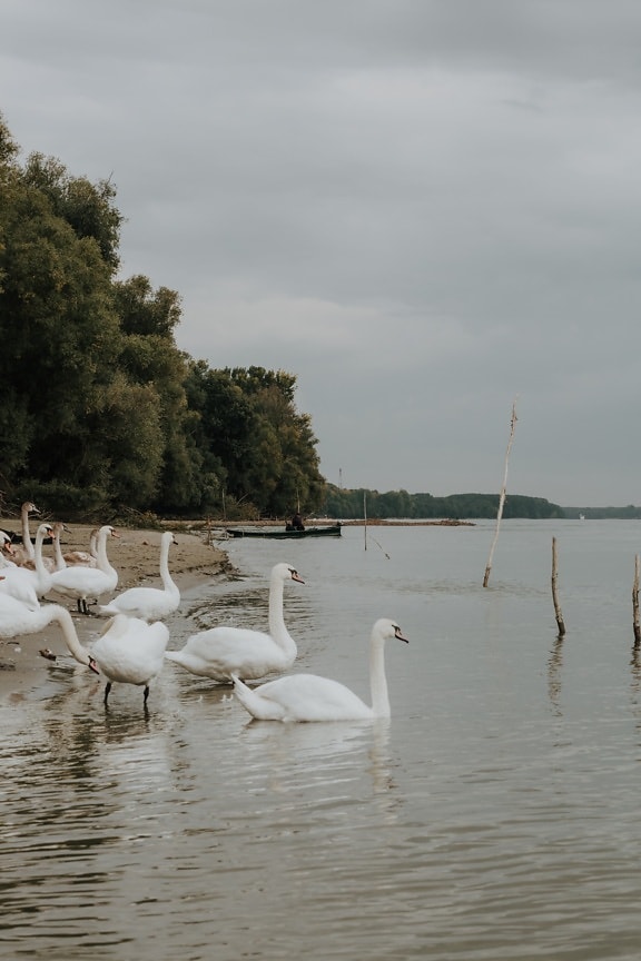 swan, flock, birds, riverbank, aquatic bird, lake, bird, water, wading bird, river