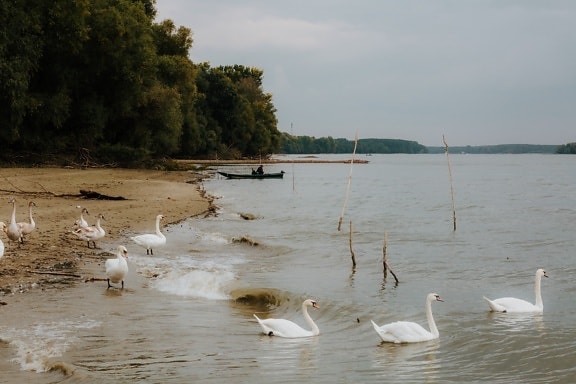 swan, swimming, birds, flock, waves, riverbank, water, bird, lake, nature