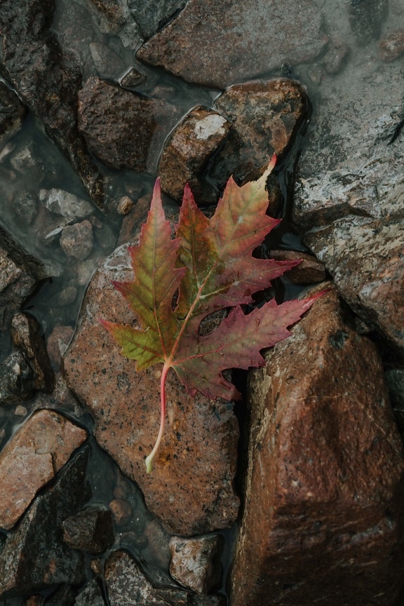 wet, ground, rocks, rocky, autumn season, leaf, plant, rock, nature, stone