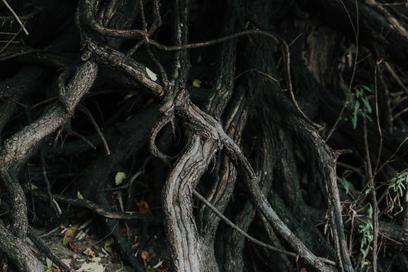 root, roots, big, close-up, tree, rainforest, plant, wood, nature, bark