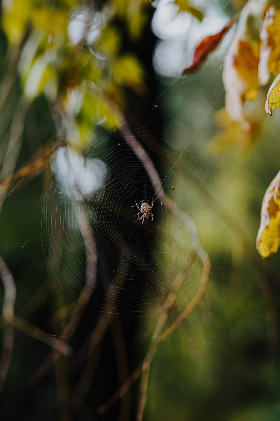 pauk, paukova mreža, paučina, zamka, priroda, paučnjak, kukac, na otvorenom, biljni i životinjski svijet, paukova mreža