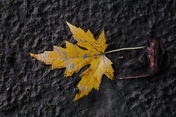 sezon jesień, Żółte liście, błoto mieszkanie, błoto, mokra, gleby, ziemi, brudne, zbliżenie, sezon