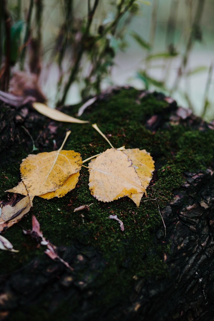 yellowish, yellowish brown, yellow leaves, mossy, lichen, autumn, leaves, leaf, herb, plant