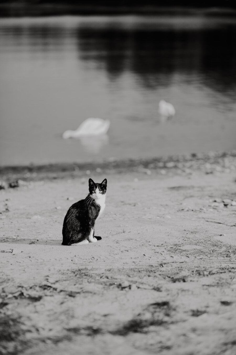 black and white, grey, monochrome, riverbank, domestic cat, sand, beach, beachfront, water, animal