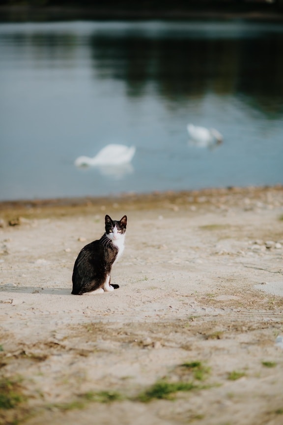 black and white, domestic cat, outdoor, riverbank, coast, daylight, sunny, beach, nature, water