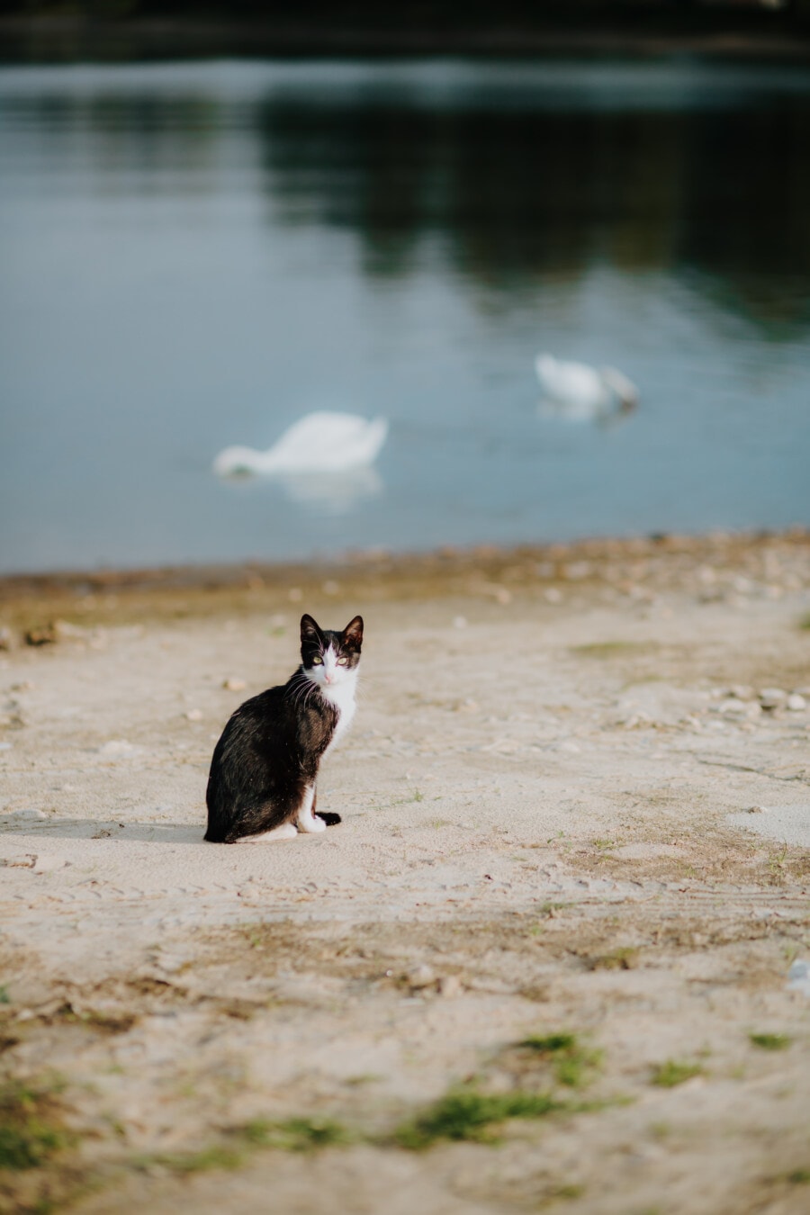 svart-hvitt, innenlands cat, utendørs, elvebredden, kysten, dagslys, solfylte, stranden, natur, vann