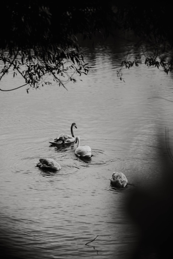 black and white, flock, swan, birds, monochrome, lake, water, aquatic bird, bird, reflection
