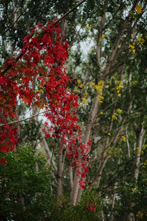 rødlig, grene, blad, efterårssæsonen, skov, træer, buske, plante, busk, træ