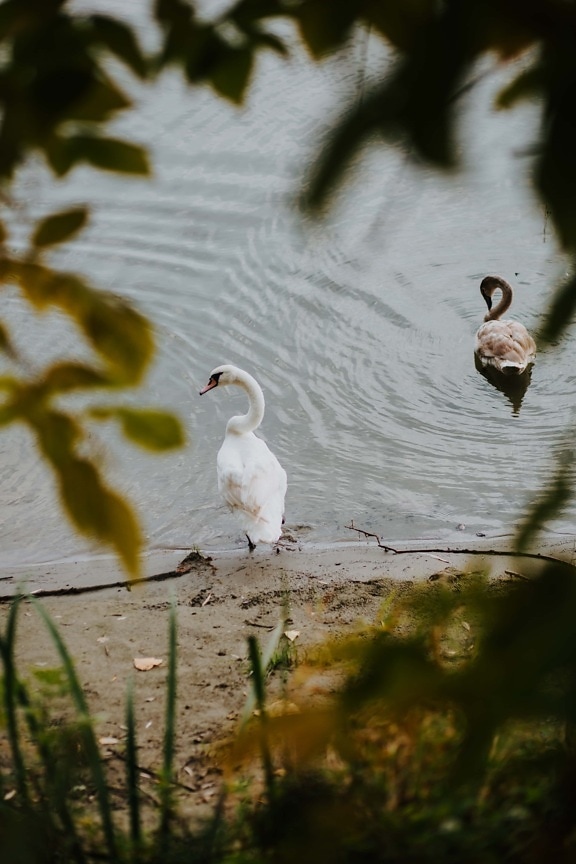 wildlife, swan, aquatic bird, waterfowl, lake, bird, water, nature, river, reflection